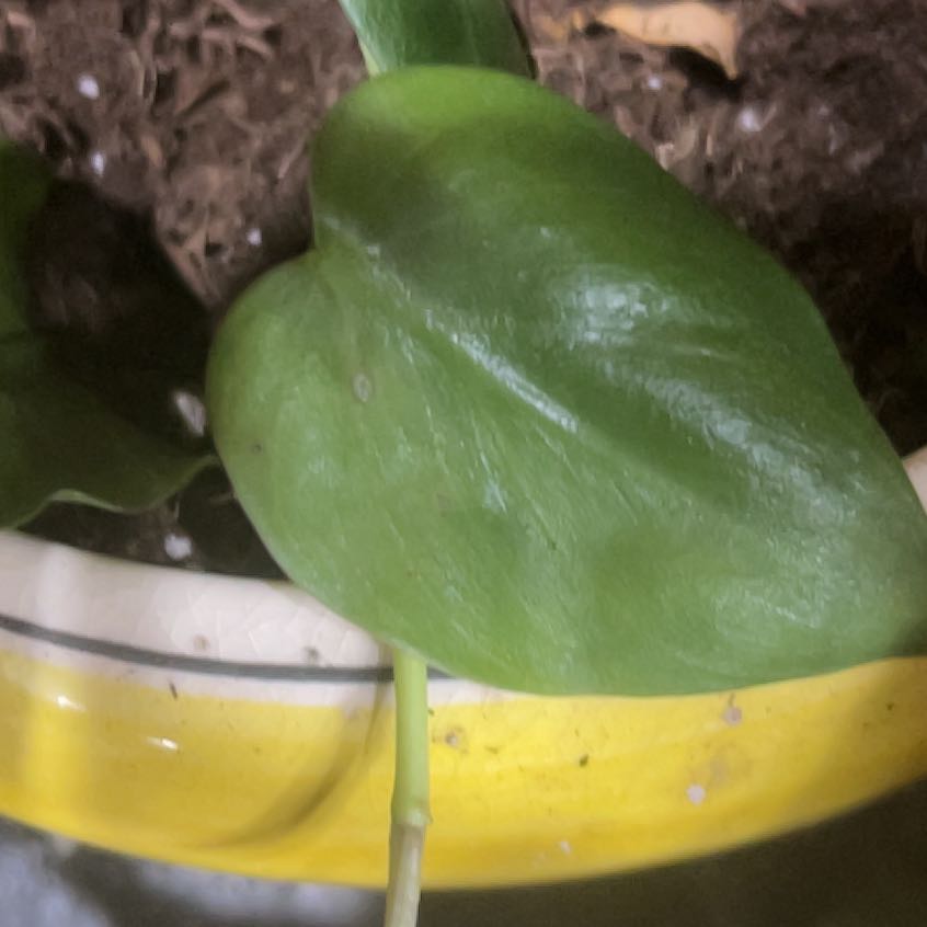 Photo of the plant species Heart Leaf Philodendron by @YokeGraypine85 named Leonardo on Greg, the plant care app
