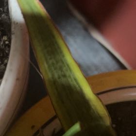 Photo of the plant species Snake Plant Yellowstone by @YokeGraypine85 named Surya on Greg, the plant care app