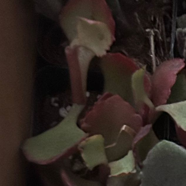 Photo of the plant species Kalanchoe longiflora var. coccinea by @YokeGraypine85 named Kylie on Greg, the plant care app