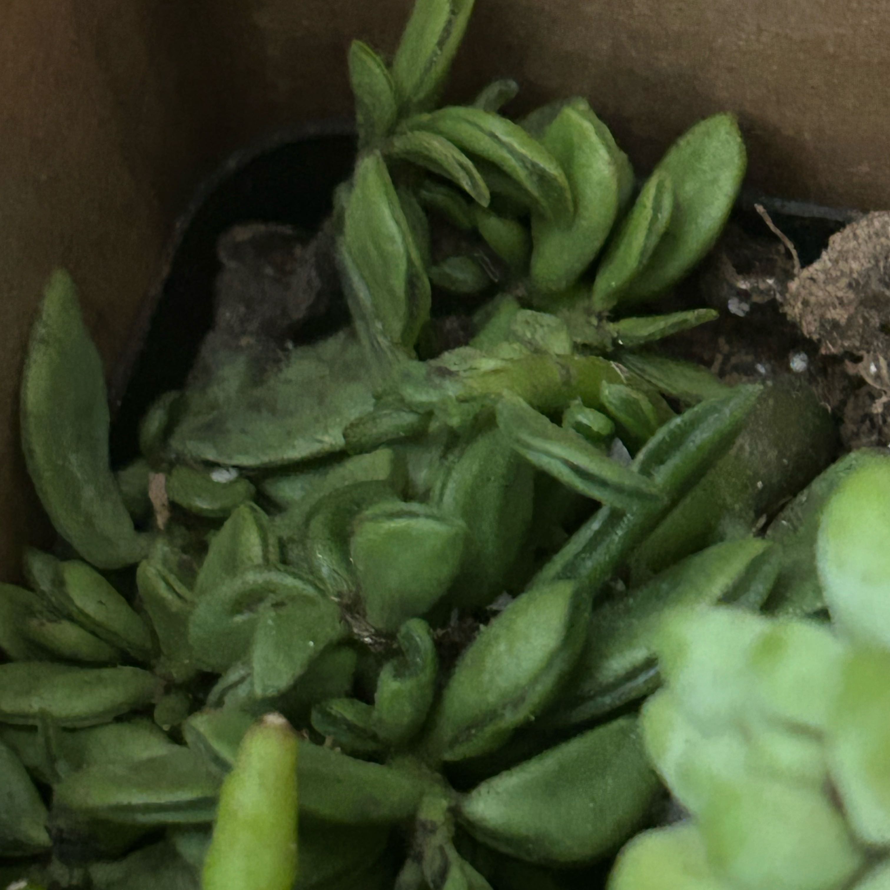 Photo of the plant species Peperomia axillaris by @YokeGraypine85 named Xena on Greg, the plant care app