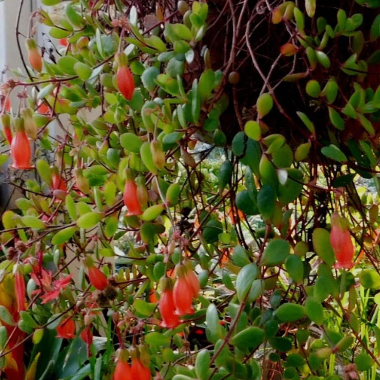 Photo of the plant species Chandelier Plant by @YokeGraypine85 named Forrest on Greg, the plant care app