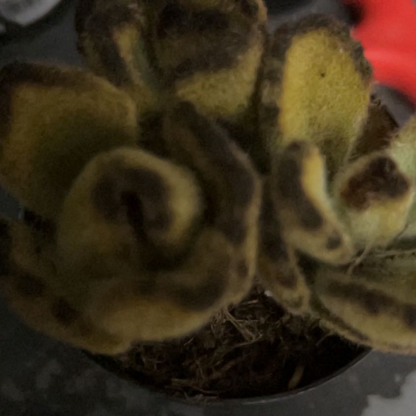 Photo of the plant species Teddy Bear by @YokeGraypine85 named Willow on Greg, the plant care app