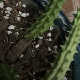 Photo of the plant species Stapelia macrocarpa by @YokeGraypine85 named Elina on Greg, the plant care app