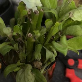 Photo of the plant species Longevity Spinach by @YokeGraypine85 named Queen on Greg, the plant care app