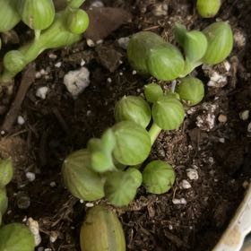 Photo of the plant species String of Watermelons by @YokeGraypine85 named Aria on Greg, the plant care app