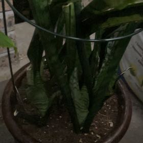 Photo of the plant species Sansevieria zeylanica by @YokeGraypine85 named Shakira on Greg, the plant care app