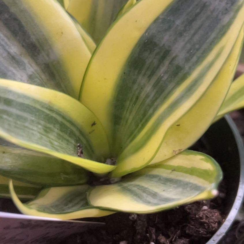 Photo of the plant species Sansevieria trifasciata 'Hahnii Golden' by @YokeGraypine85 named Lola on Greg, the plant care app