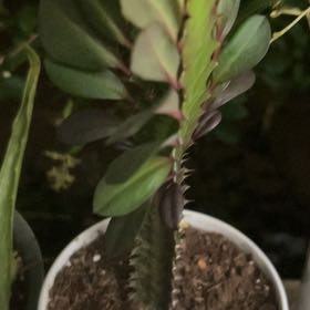 Photo of the plant species Royal Red African Milk Tree by @YokeGraypine85 named Hemingway on Greg, the plant care app