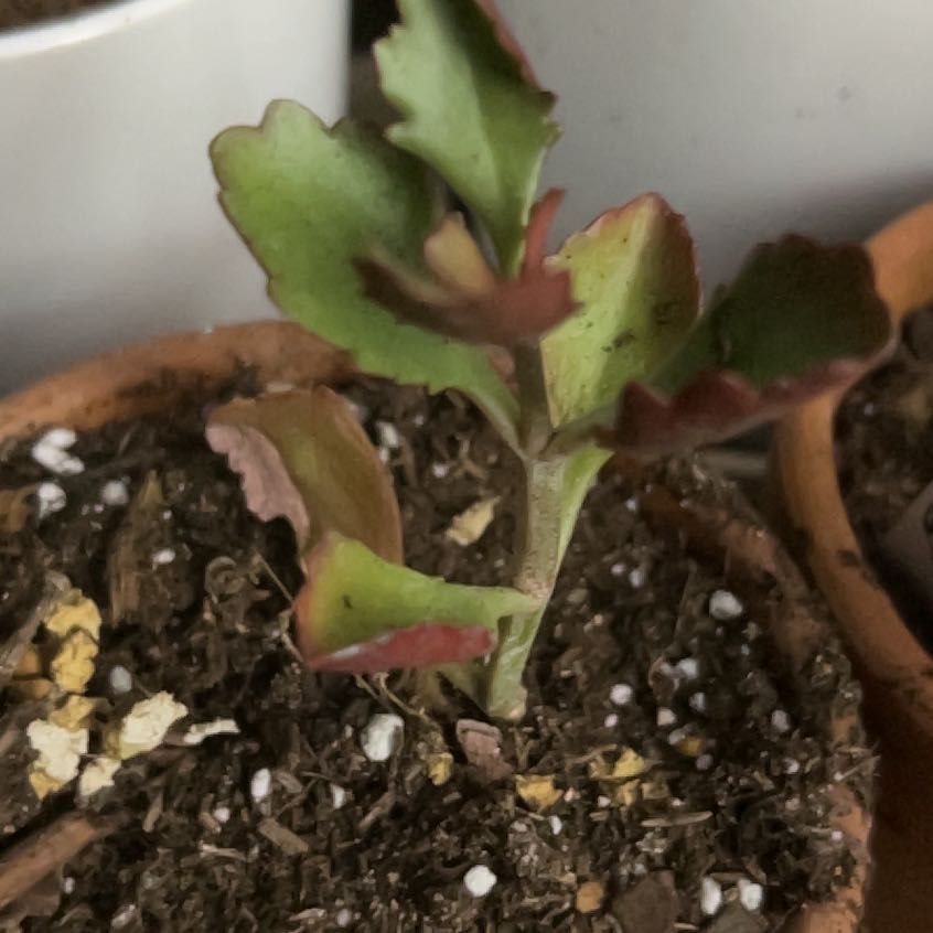Photo of the plant species Kalanchoe sexangularis by @YokeGraypine85 named Gomez on Greg, the plant care app