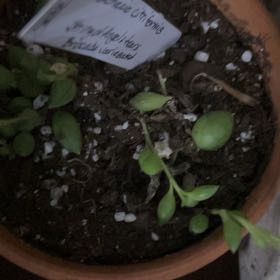 Photo of the plant species String of Tears by @YokeGraypine85 named Surya on Greg, the plant care app