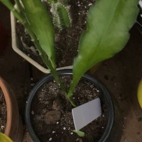 Photo of the plant species Epiphyllum 'Fruhlingsgold' by @YokeGraypine85 named Mollie on Greg, the plant care app