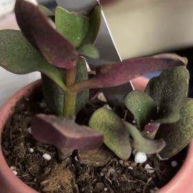 Photo of the plant species Pondo Cliff Crassula by @YokeGraypine85 named Winston on Greg, the plant care app