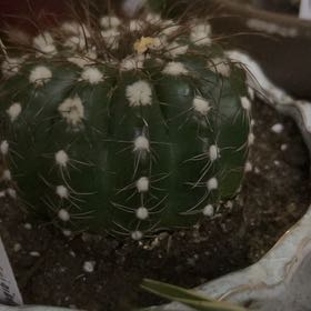 Photo of the plant species Green Tomato Cactus by @YokeGraypine85 named Gregarious on Greg, the plant care app