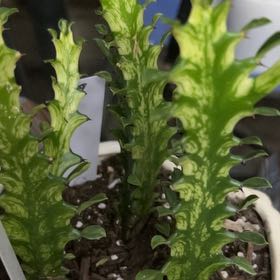 Photo of the plant species Variegated African Milk Bush by @YokeGraypine85 named Einstein on Greg, the plant care app