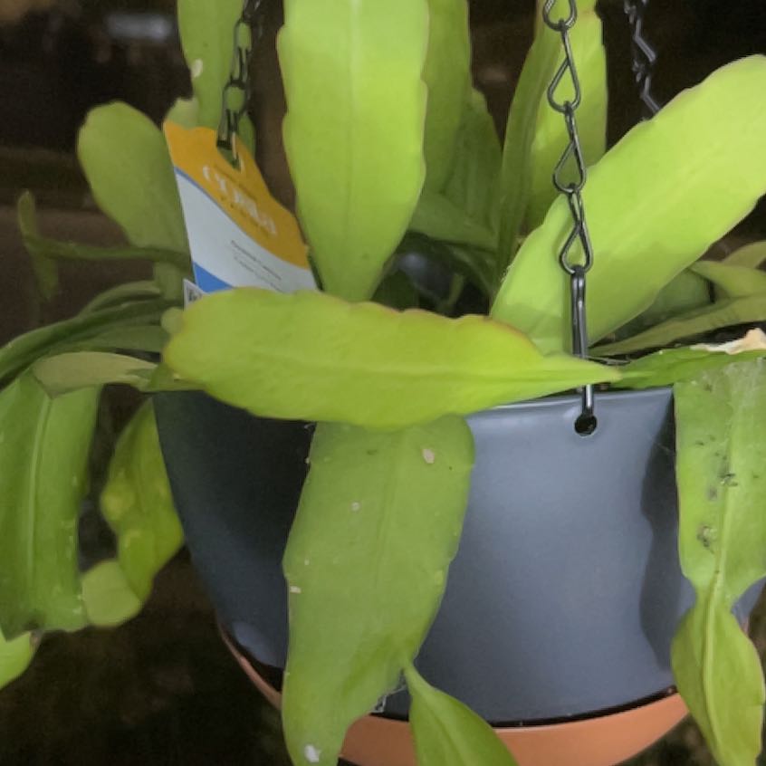Photo of the plant species Hooker's Orchid Cactus by @YokeGraypine85 named Sonora on Greg, the plant care app