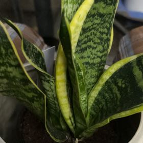 Photo of the plant species Sansevieria 'Superba' by @YokeGraypine85 named Harmony on Greg, the plant care app