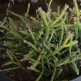 Photo of the plant species Mouse Tail Cactus by @YokeGraypine85 named Beckham on Greg, the plant care app