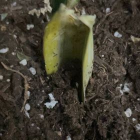 Photo of the plant species Snake Plant Yellowstone by @YokeGraypine85 named Ronaldo on Greg, the plant care app