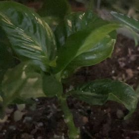 Photo of the plant species Odontonema tubaeforme by @YokeGraypine85 named Tolkien on Greg, the plant care app