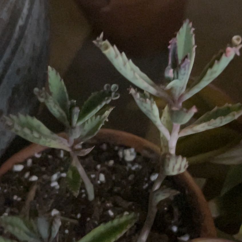 Photo of the plant species Kalanchoe 'Pink Butterflies' by @YokeGraypine85 named Huckleberry Fern on Greg, the plant care app