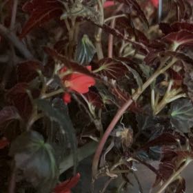 Photo of the plant species Begonia boliviensis by @YokeGraypine85 named Planty on Greg, the plant care app