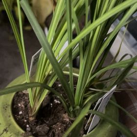 Photo of the plant species Mountain Cabbage Tree by @YokeGraypine85 named Madonna on Greg, the plant care app
