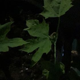 Photo of the plant species Chaya by @YokeGraypine85 named Morgan Treeman on Greg, the plant care app