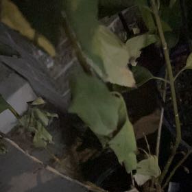 Photo of the plant species Border Forsythia by @YokeGraypine85 named Robert Plant on Greg, the plant care app