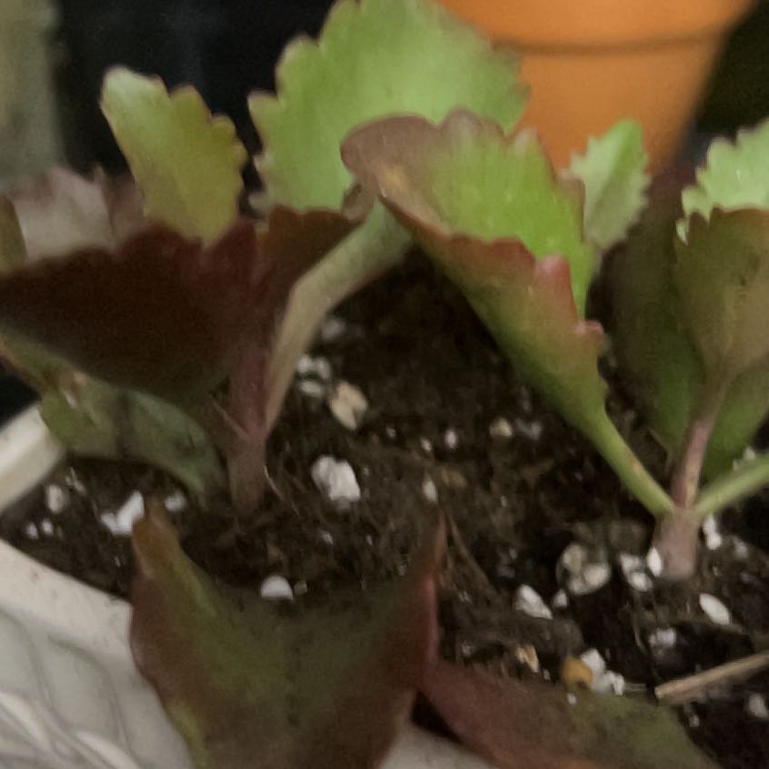 Photo of the plant species Kalanchoe longiflora var. coccinea by @YokeGraypine85 named Zeus on Greg, the plant care app