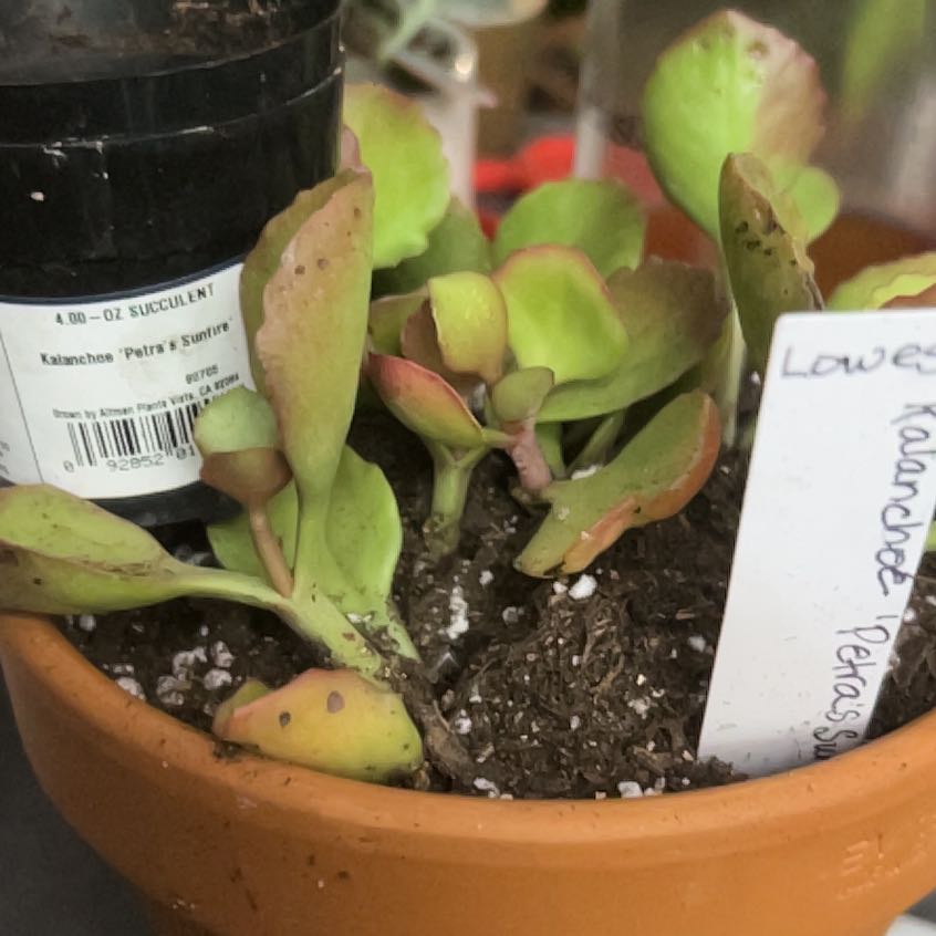Photo of the plant species Assorted Kalanchoe by @YokeGraypine85 named Kalanchoe (hybrid) ‘Petra’s Sunfire’ on Greg, the plant care app