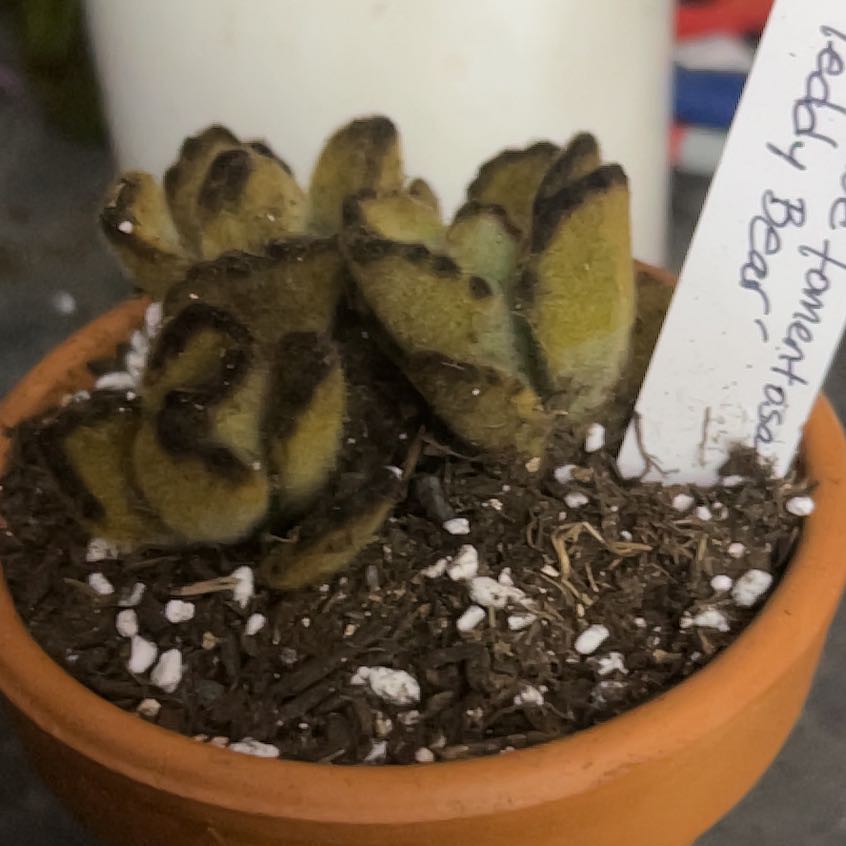 Photo of the plant species Teddy Bear by @YokeGraypine85 named Dax on Greg, the plant care app