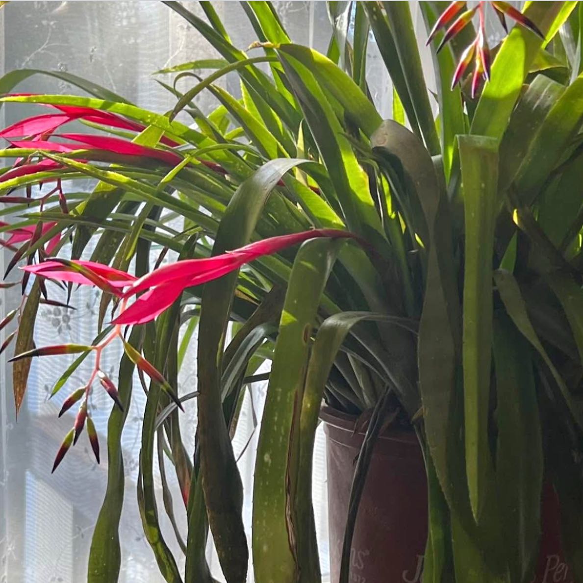 Photo of the plant species Queens Tears Bromeliad by @YokeGraypine85 named Taylor Swift on Greg, the plant care app