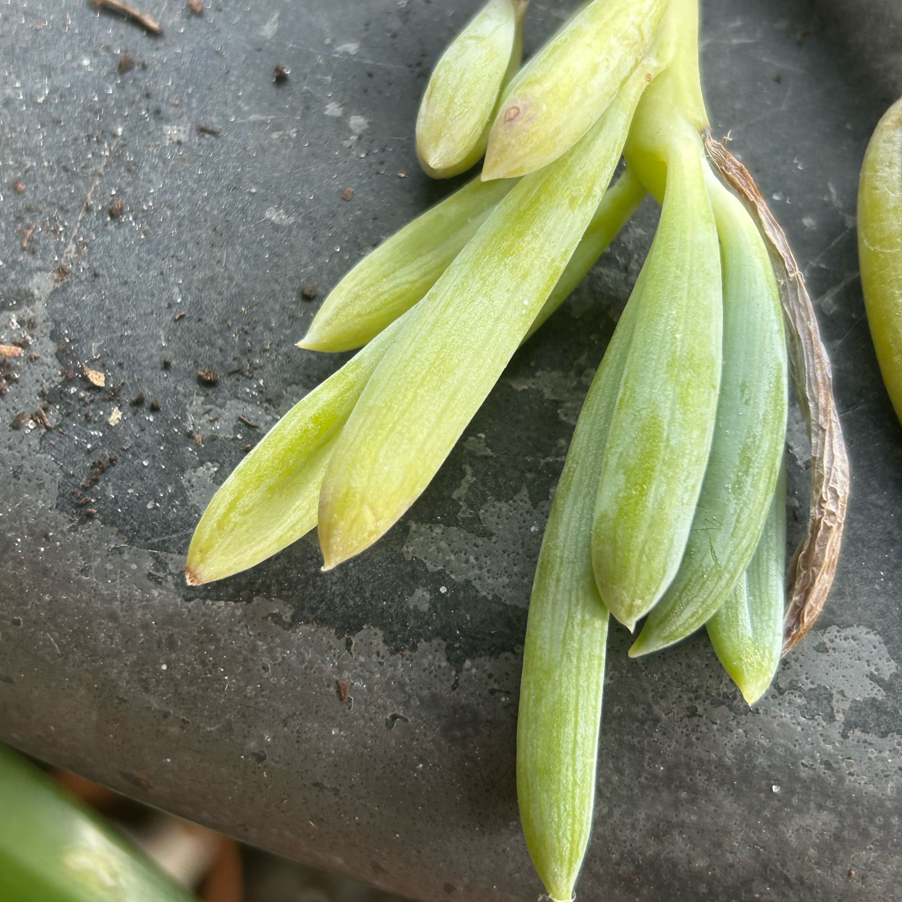 Photo of the plant species blue chalk stick or blue chalk fingers by @YokeGraypine85 named Osmo on Greg, the plant care app
