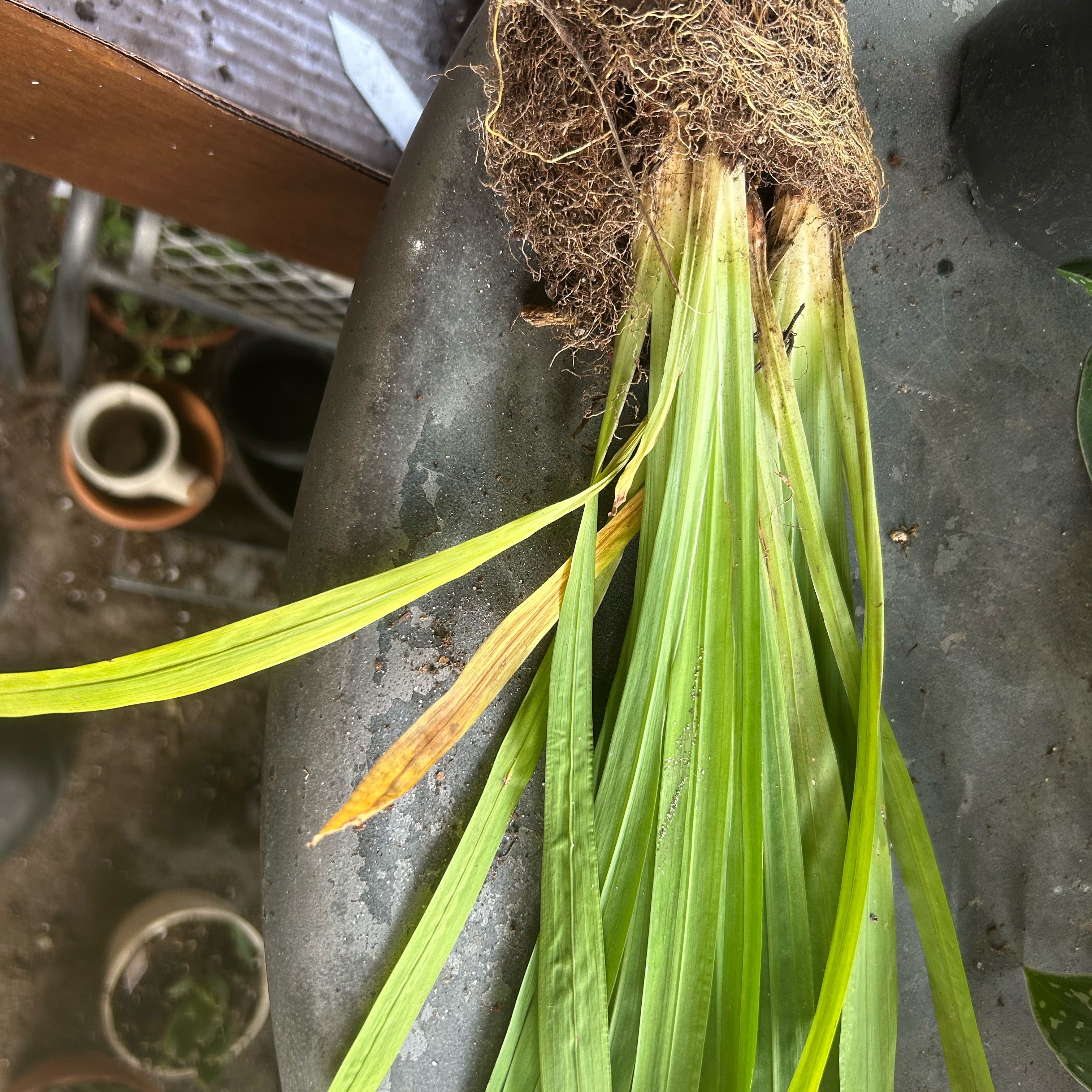 Photo of the plant species Yellow Walking Iris by @YokeGraypine85 named Neomarica / Trimezia on Greg, the plant care app