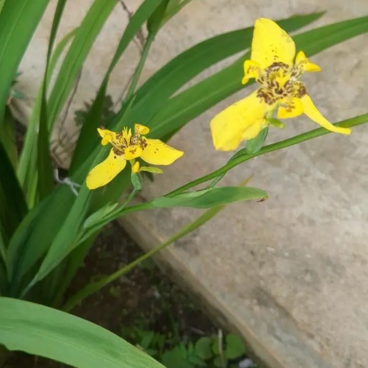 Photo of the plant species Yellow Walking Iris by @YokeGraypine85 named Sigmund on Greg, the plant care app