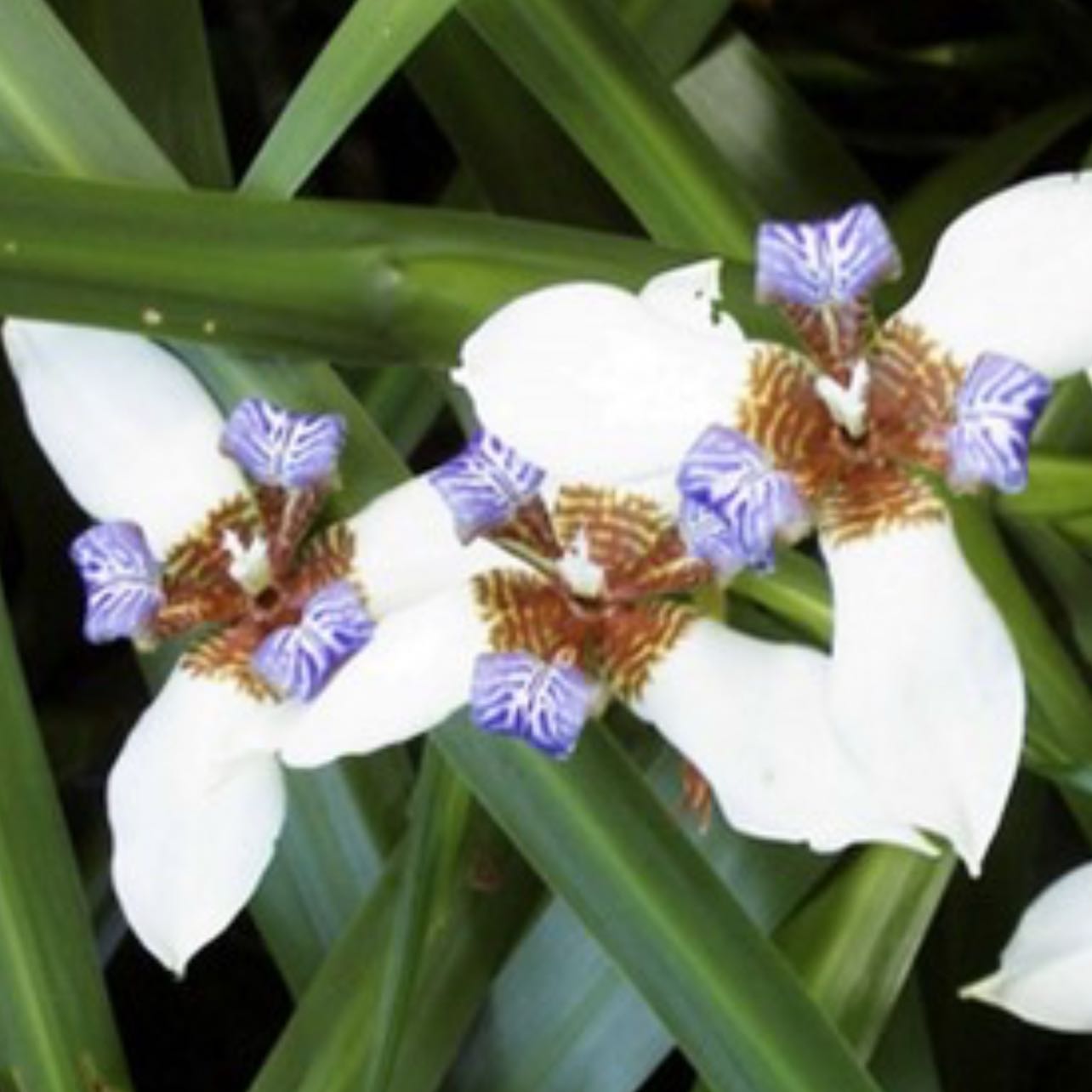 Photo of the plant species Trimezia gracilis by @YokeGraypine85 named Luna on Greg, the plant care app