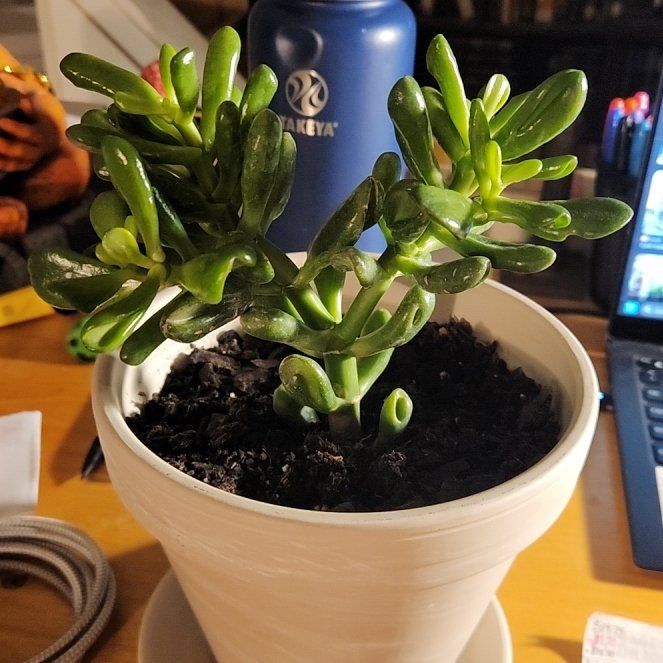 Photo of the plant species Gandalf Jade by @NoirLuigi31 named Gandalf on Greg, the plant care app