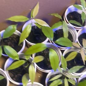 Photo of the plant species Lychee by @GoddessMullein6 named Master Lee Chi on Greg, the plant care app