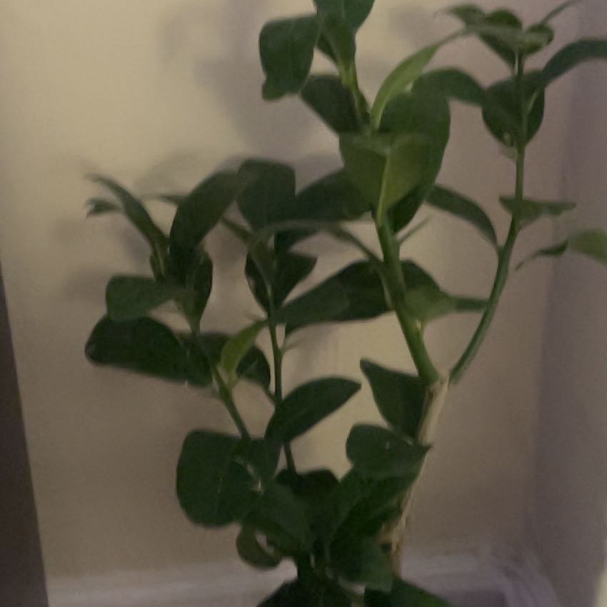 Photo of the plant species Buddha's Hand Citron by @GoddessMullein6 named Buddha on Greg, the plant care app