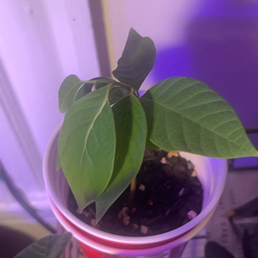 Photo of the plant species White Cherimoya by @GoddessMullein6 named Harry on Greg, the plant care app