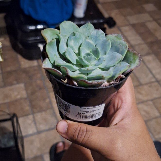 Photo of the plant species Echeveria Galaxy Blue by @PunctualCoccoon named Scarlett on Greg, the plant care app