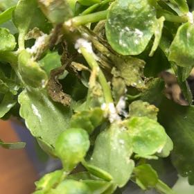 Photo of the plant species American Golden Saxifrage by @IconBokchoi53 named Gobi on Greg, the plant care app