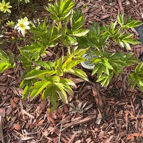 Photo of the plant species Common Peony by @IconBokchoi53 named Sonora on Greg, the plant care app