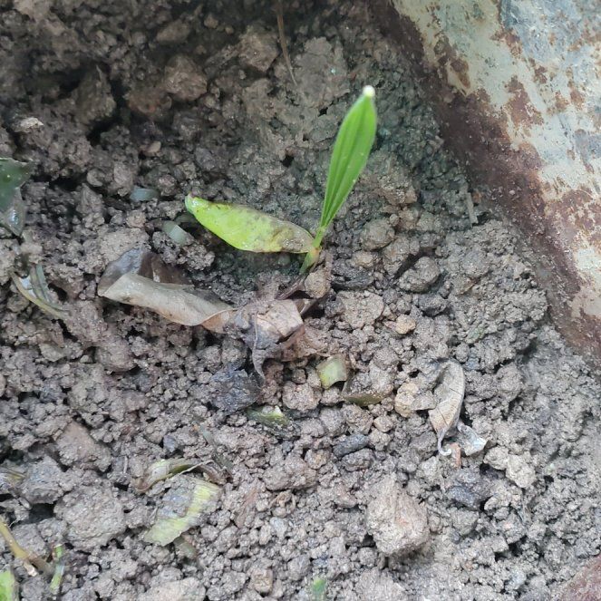 Photo of the plant species Nikau Palm by @RadTaraire98 named Bella on Greg, the plant care app