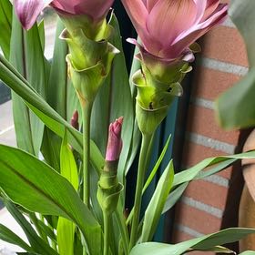 Photo of the plant species Siam Splash Tulip by @YesGray52 named Fernie Mac on Greg, the plant care app