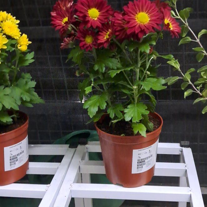 Photo of the plant species Indian Chrysanthemum by @ProperRustyfig named Willow on Greg, the plant care app