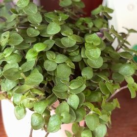 Photo of the plant species Bolivian Wandering Jew by @MarvelNikaupalm named Peter Parker on Greg, the plant care app