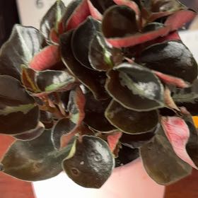 Photo of the plant species Red Tree by @MarvelNikaupalm named Rosa on Greg, the plant care app