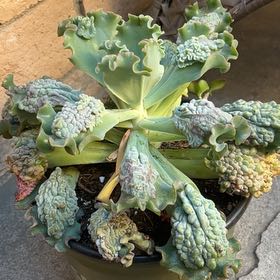 Photo of the plant species Echeveria by @VipFreesia68 named Walt on Greg, the plant care app
