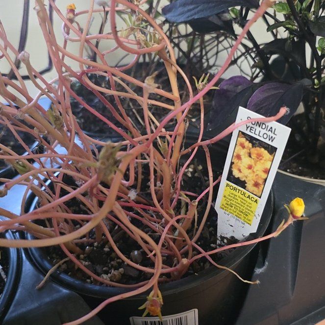 Photo of the plant species Portulaca by @Steeplebush76 named Bella on Greg, the plant care app